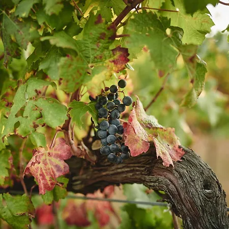 Liverzano 3* بريزيغيلا