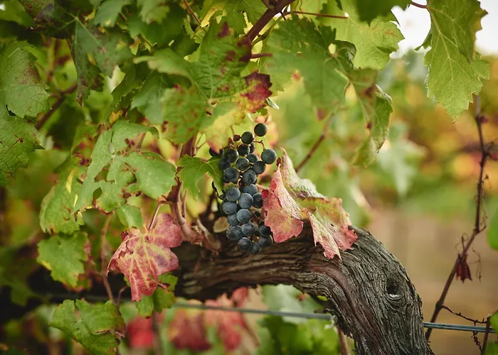 Liverzano 3* Brisighella